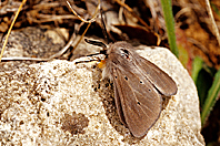 Diaphora mendica Diaphora mendica